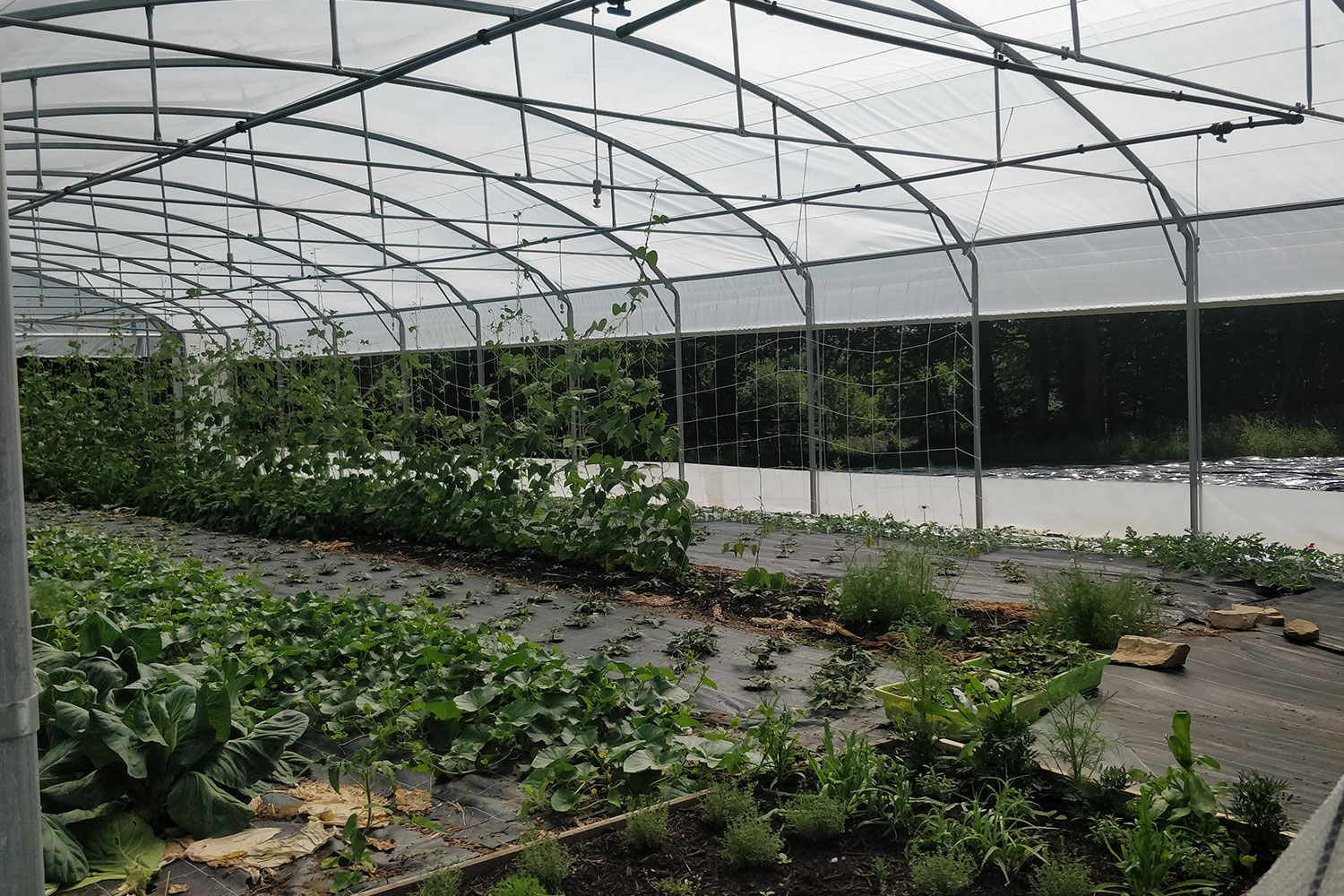 Plantation de la ferme